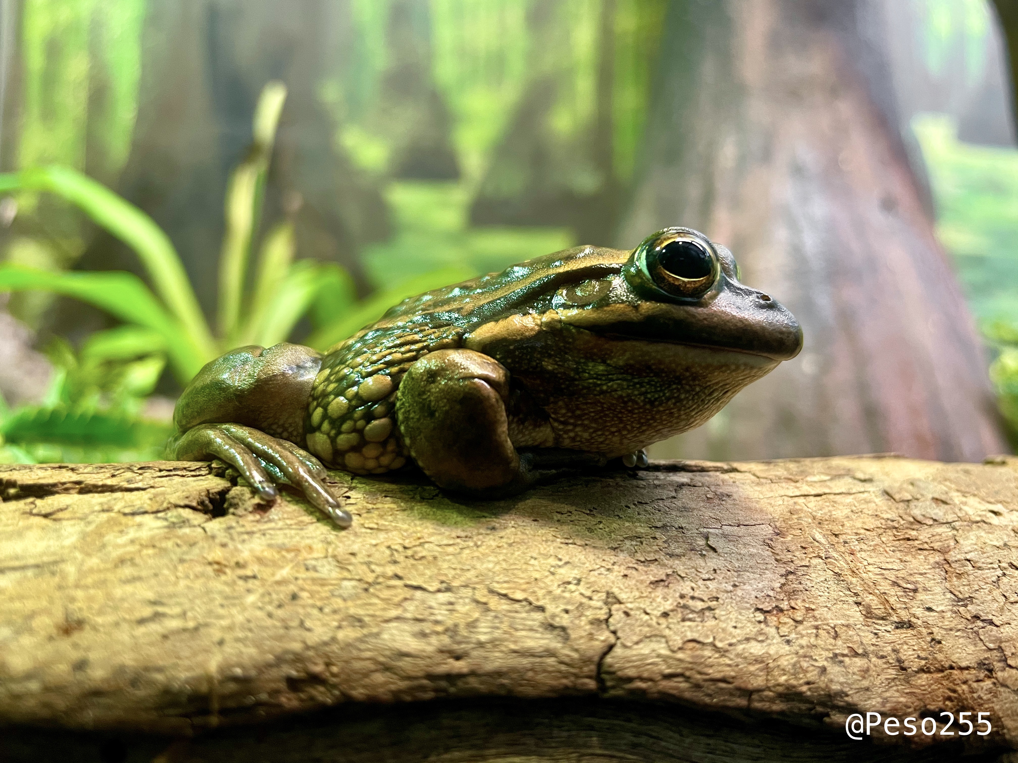 Frog @ Taronga Zoo