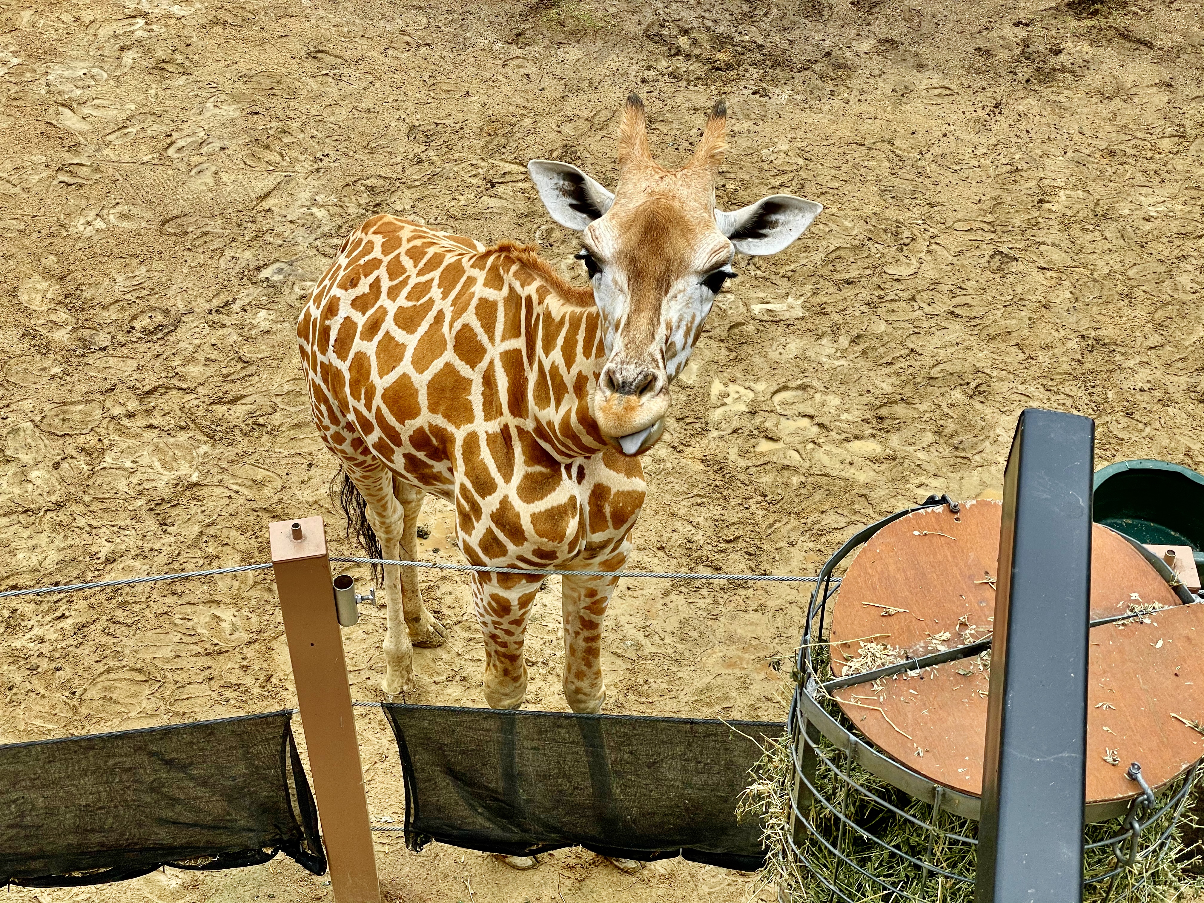 Giraffe @ Taronga Zoo