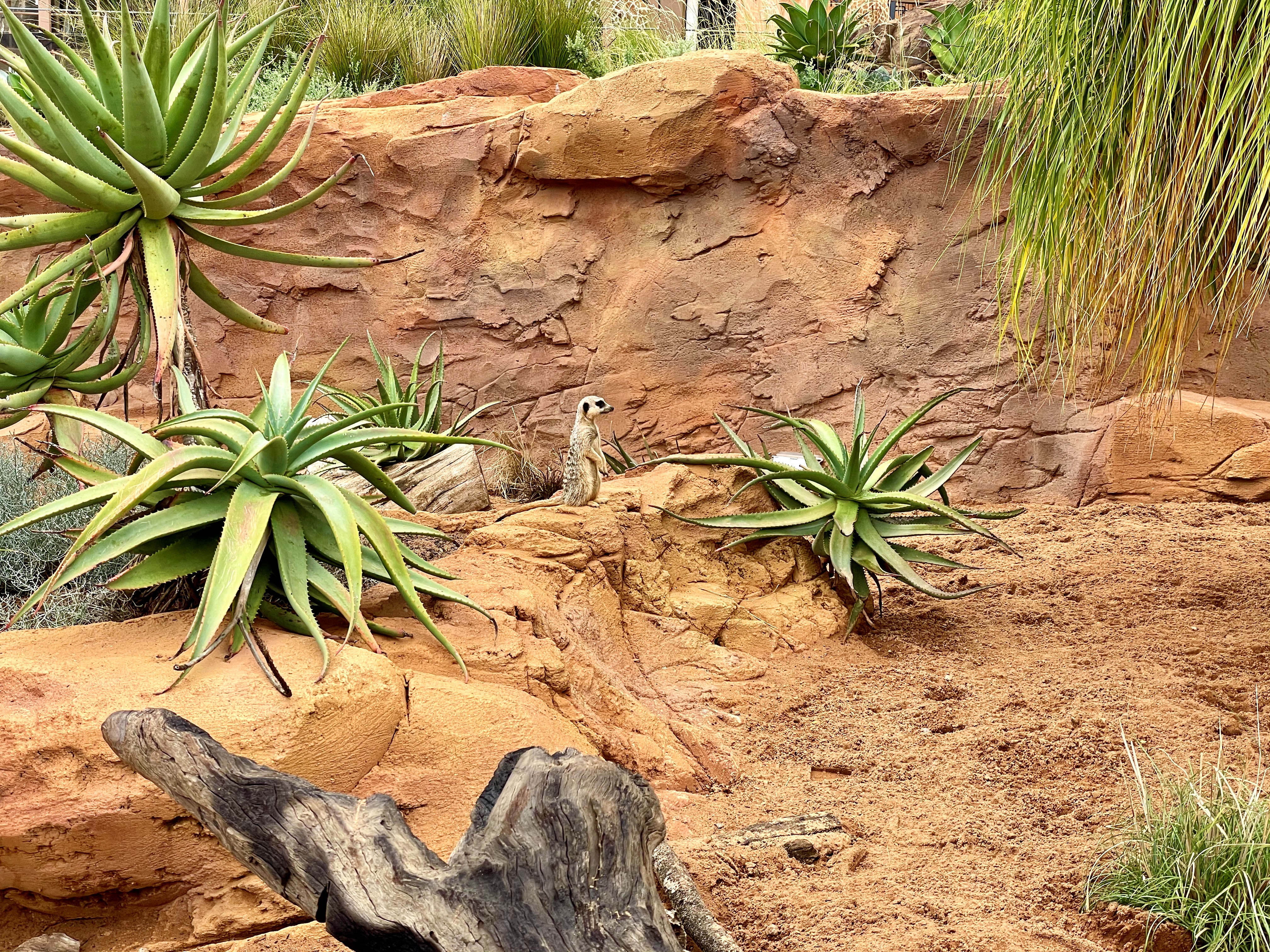 Meerkat @ Taronga Zoo