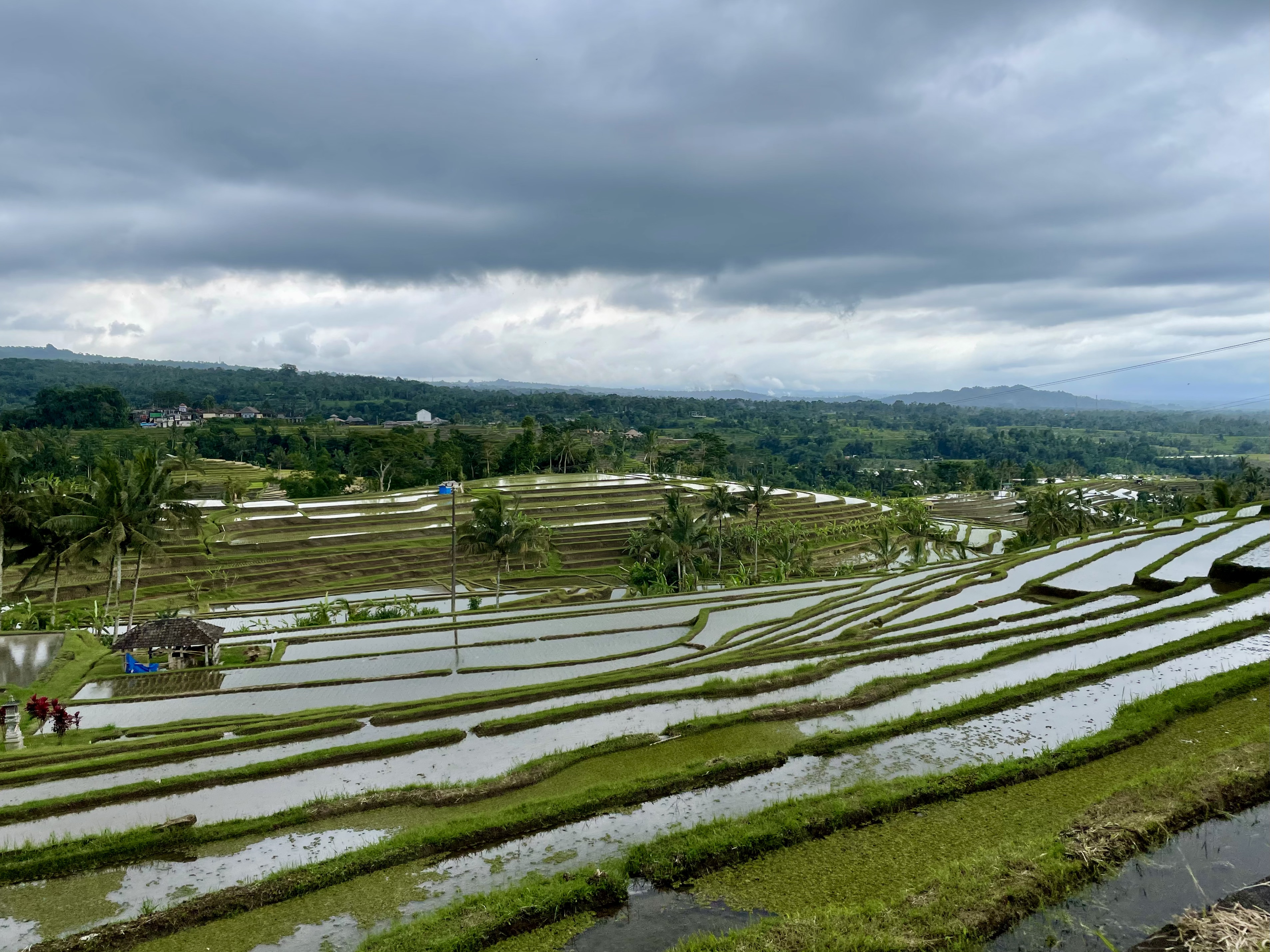 Rice Paddies @ Tabanan