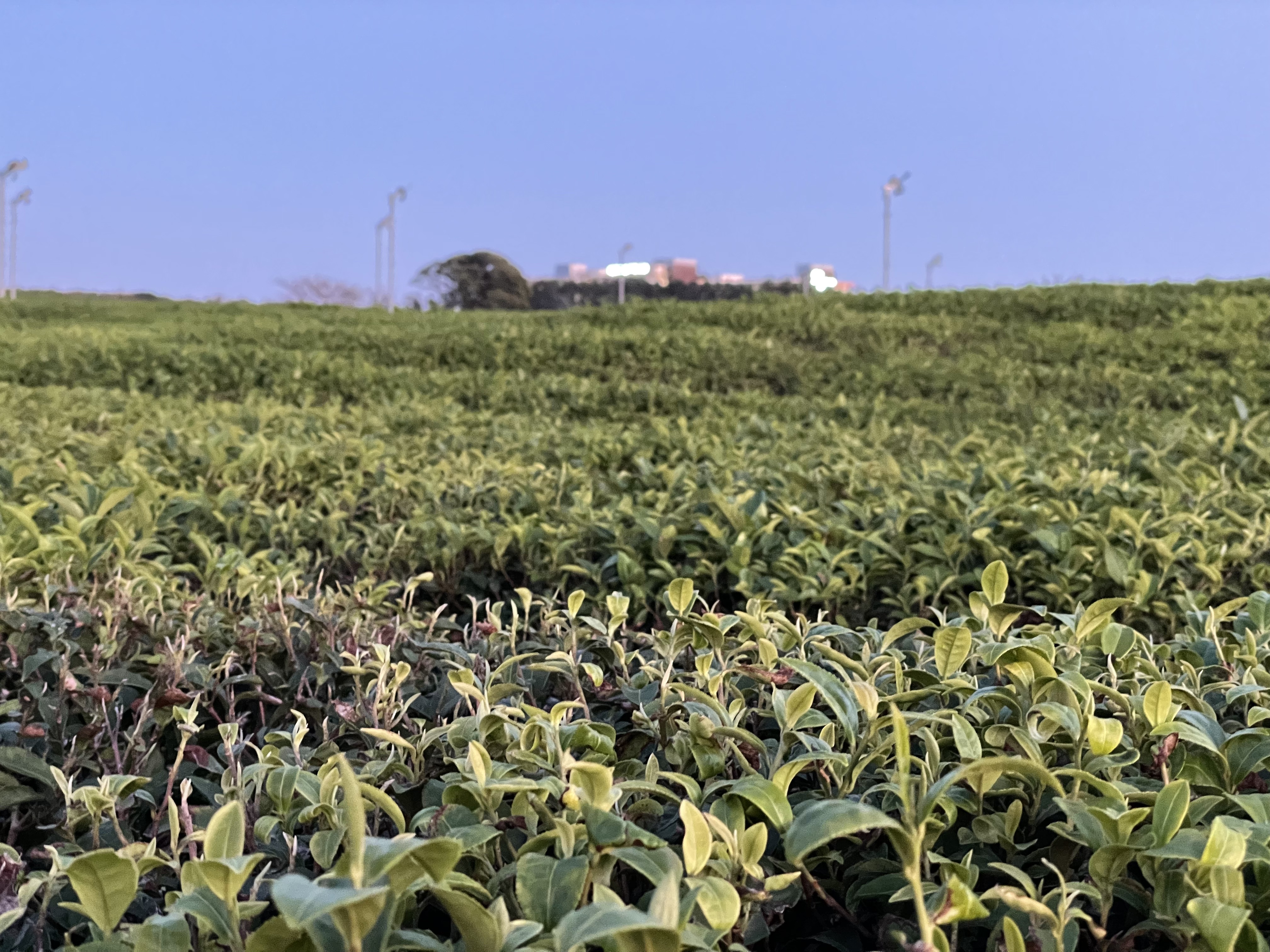 Twilight Tea Fields