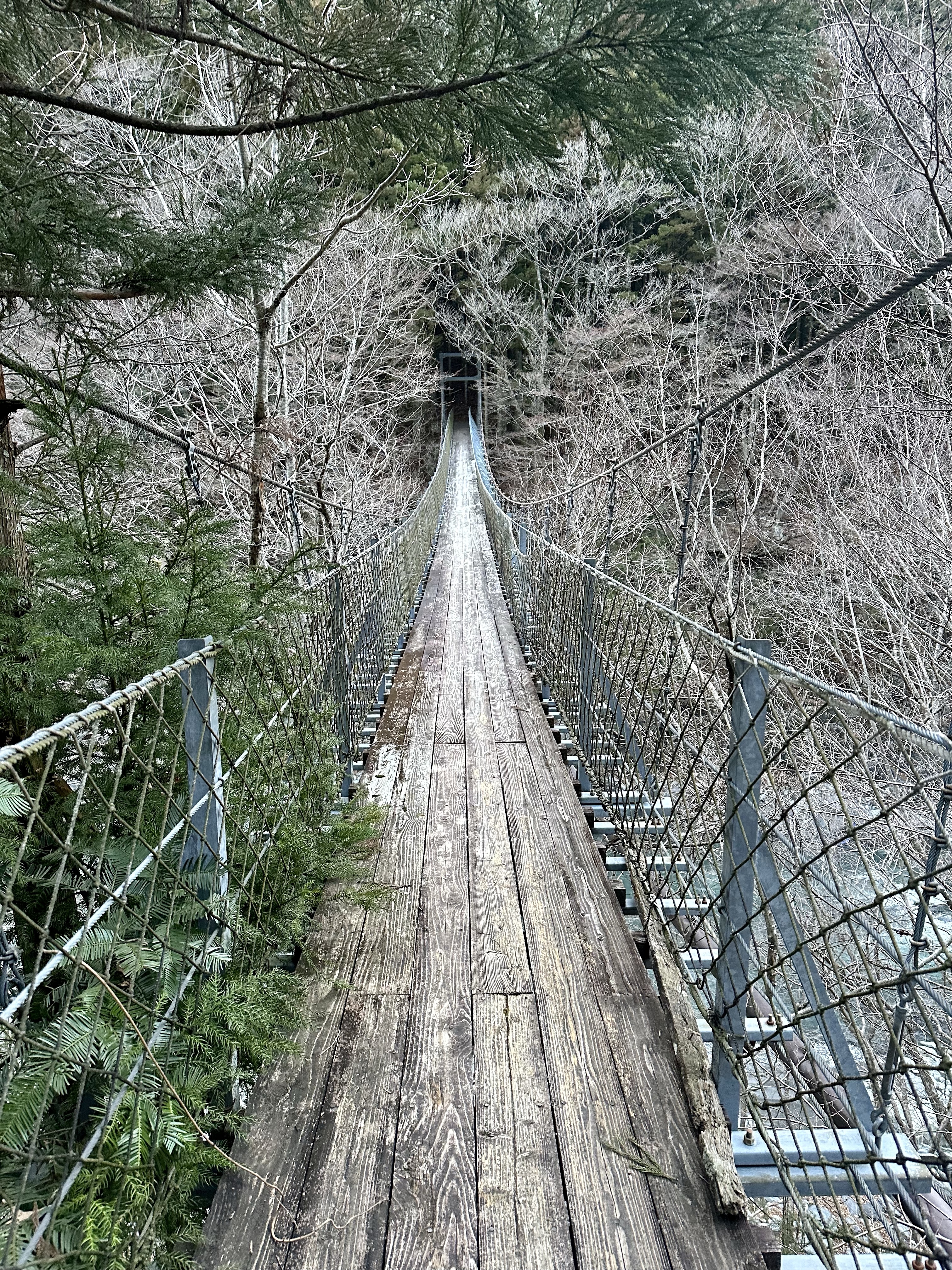 Gateway to the Forest