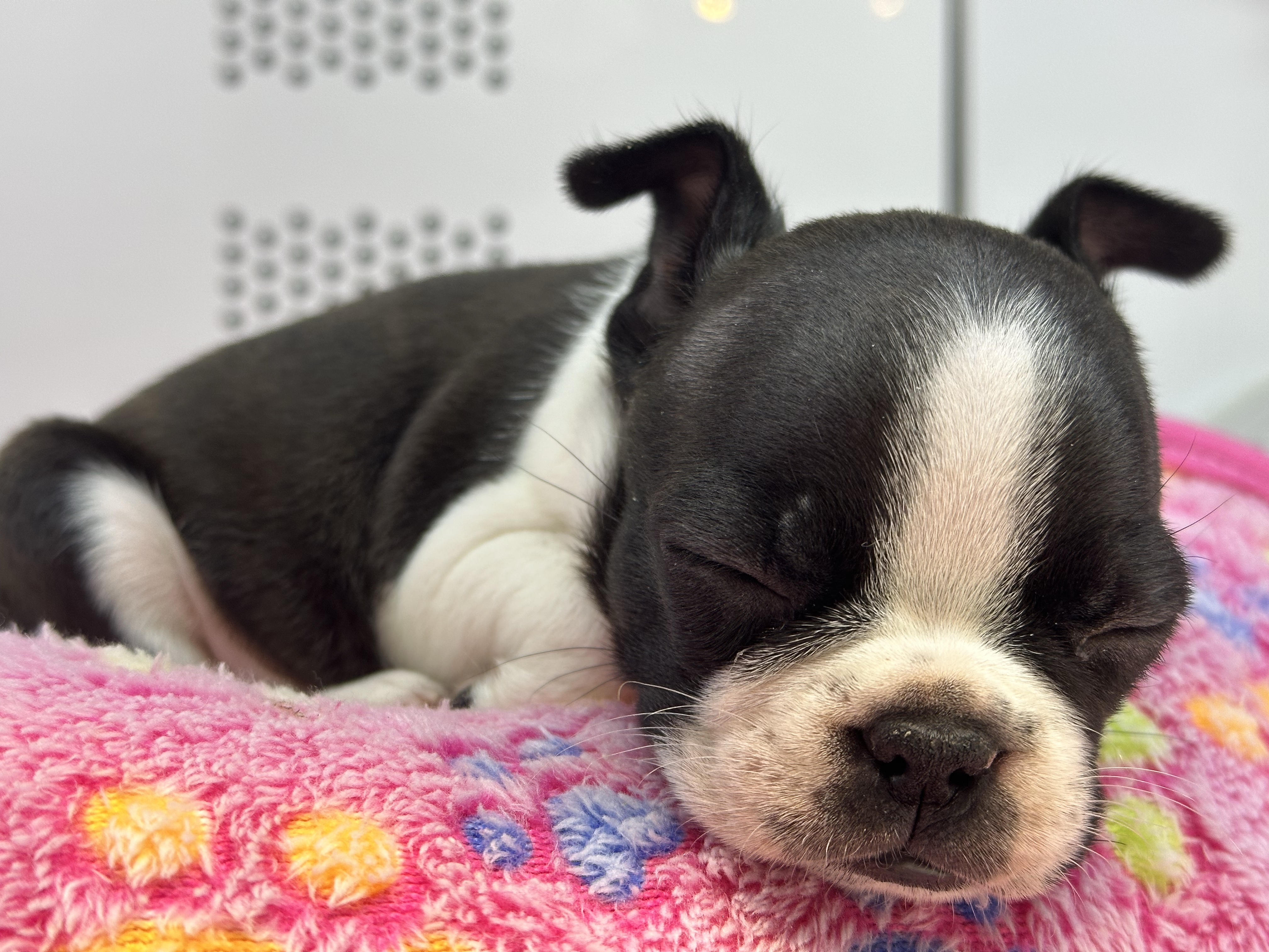 Sleepy Pup
