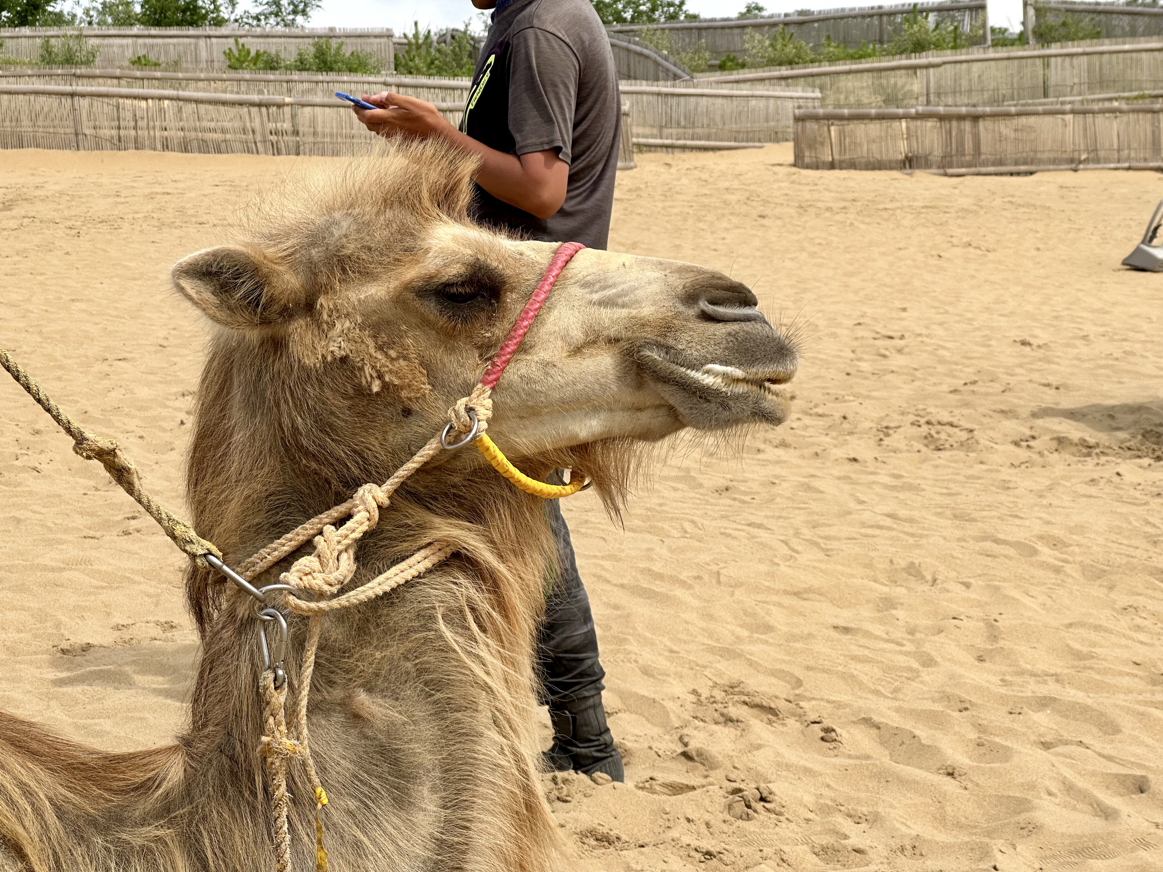 Tottori Camel