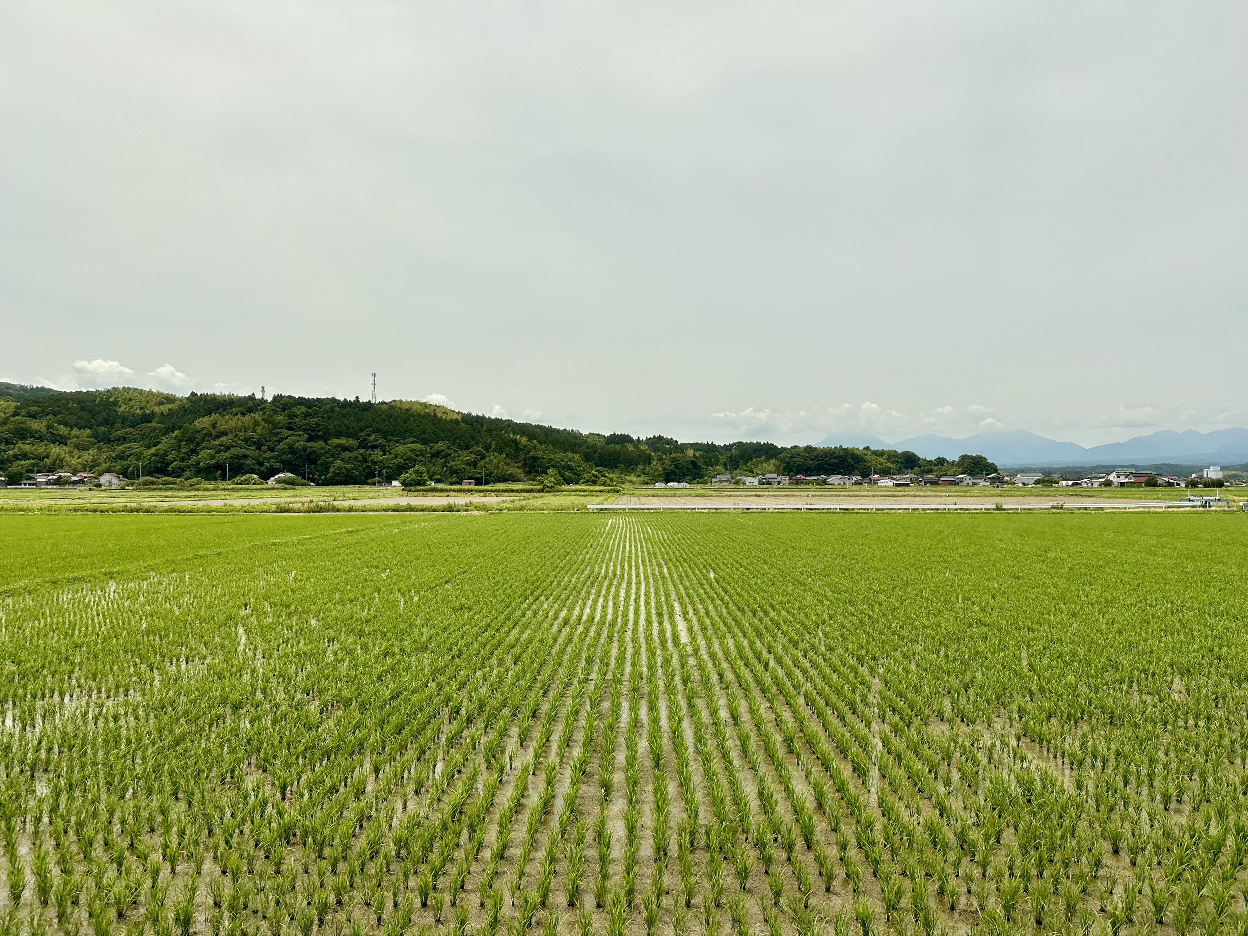 Rice Paddies @ Tottori