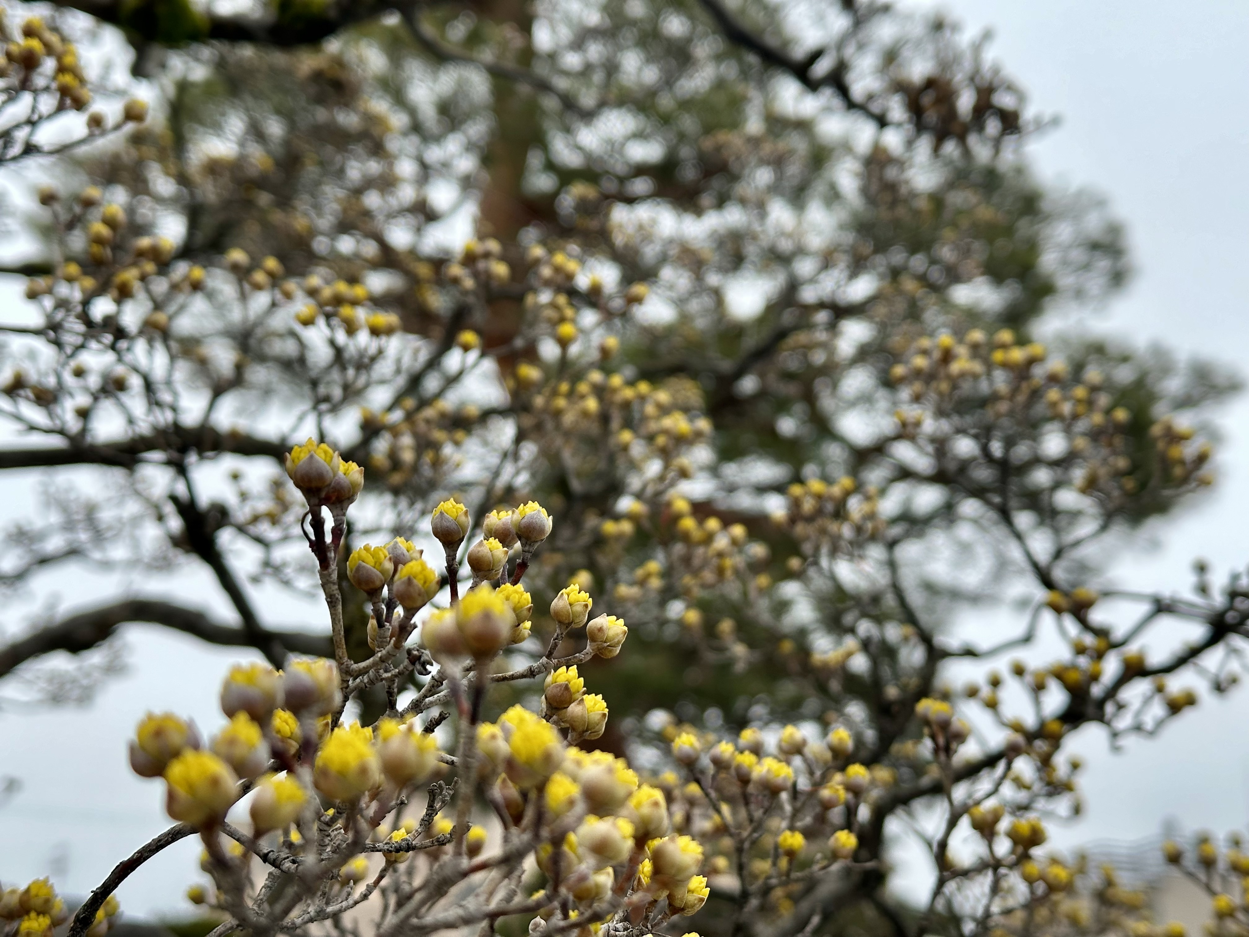 Late Bloomers