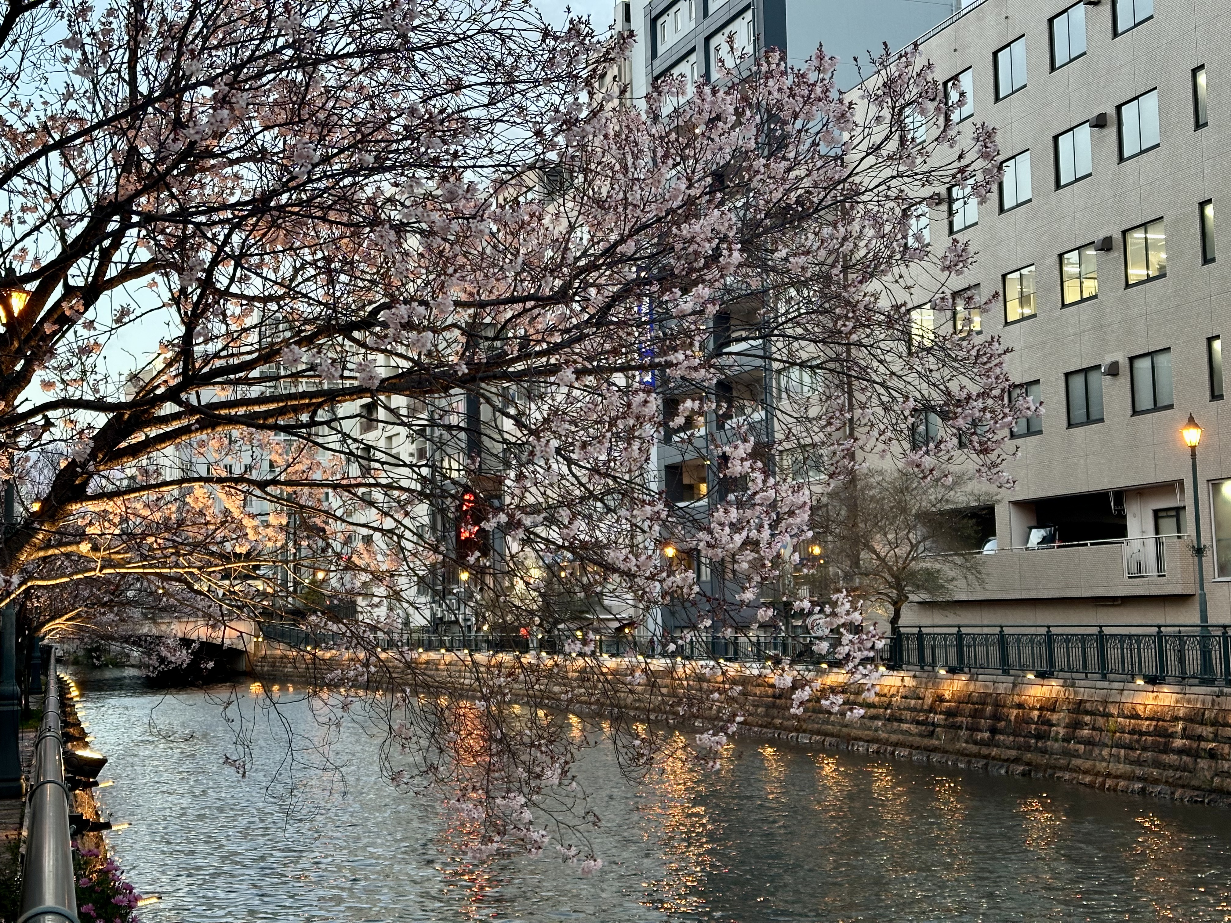 Too Early for Sakura