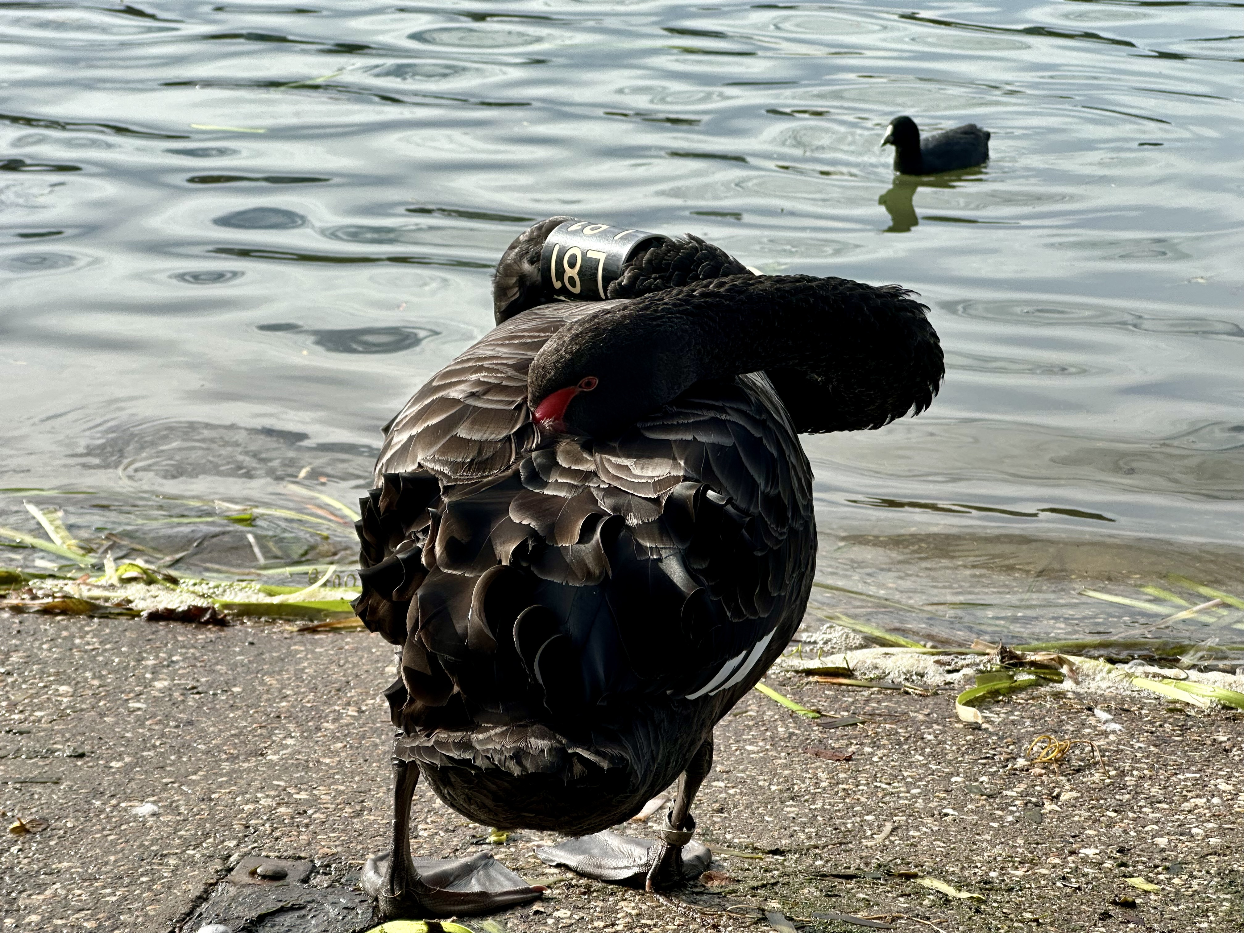 Black Swan