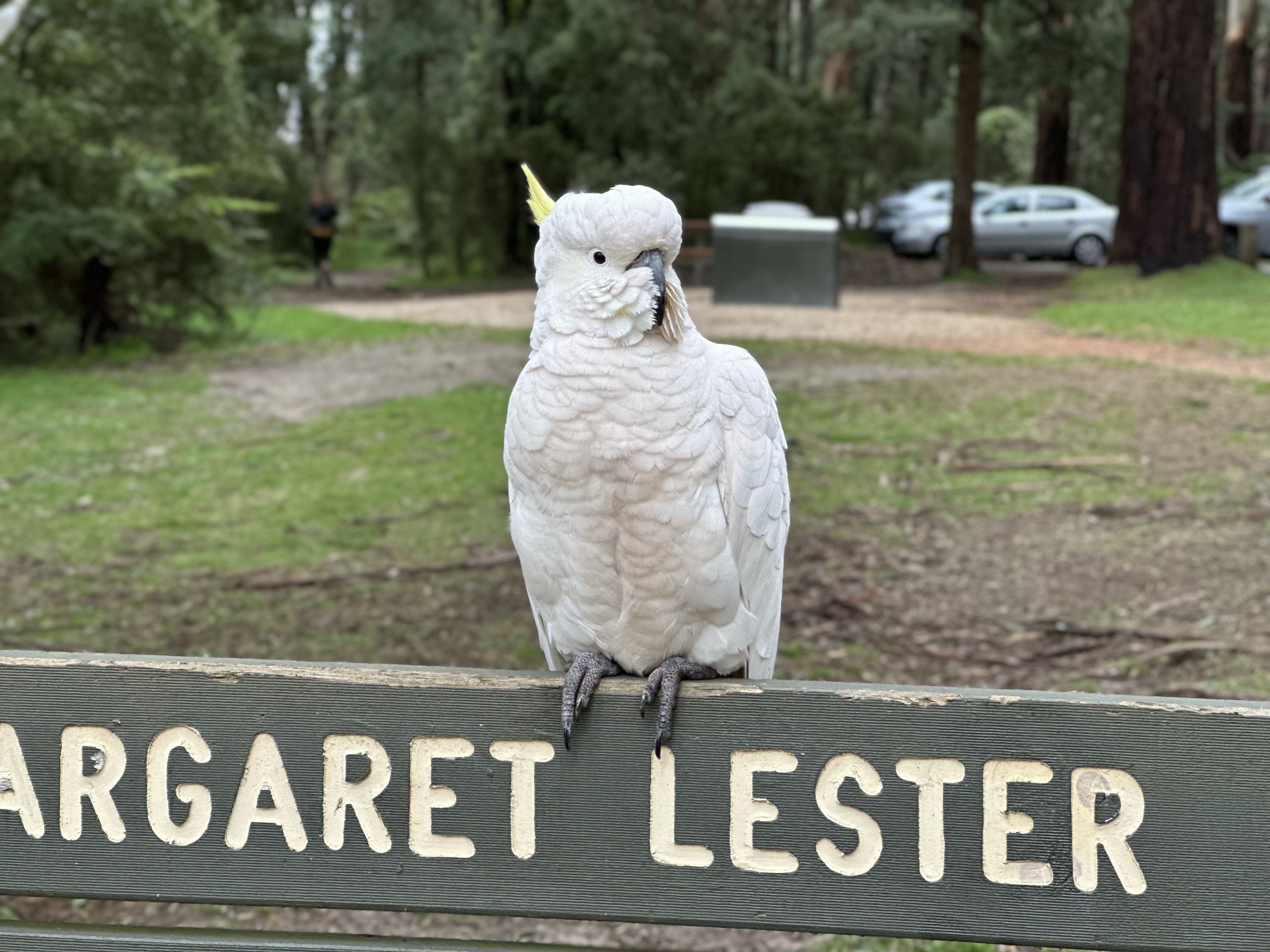 Cockatoo