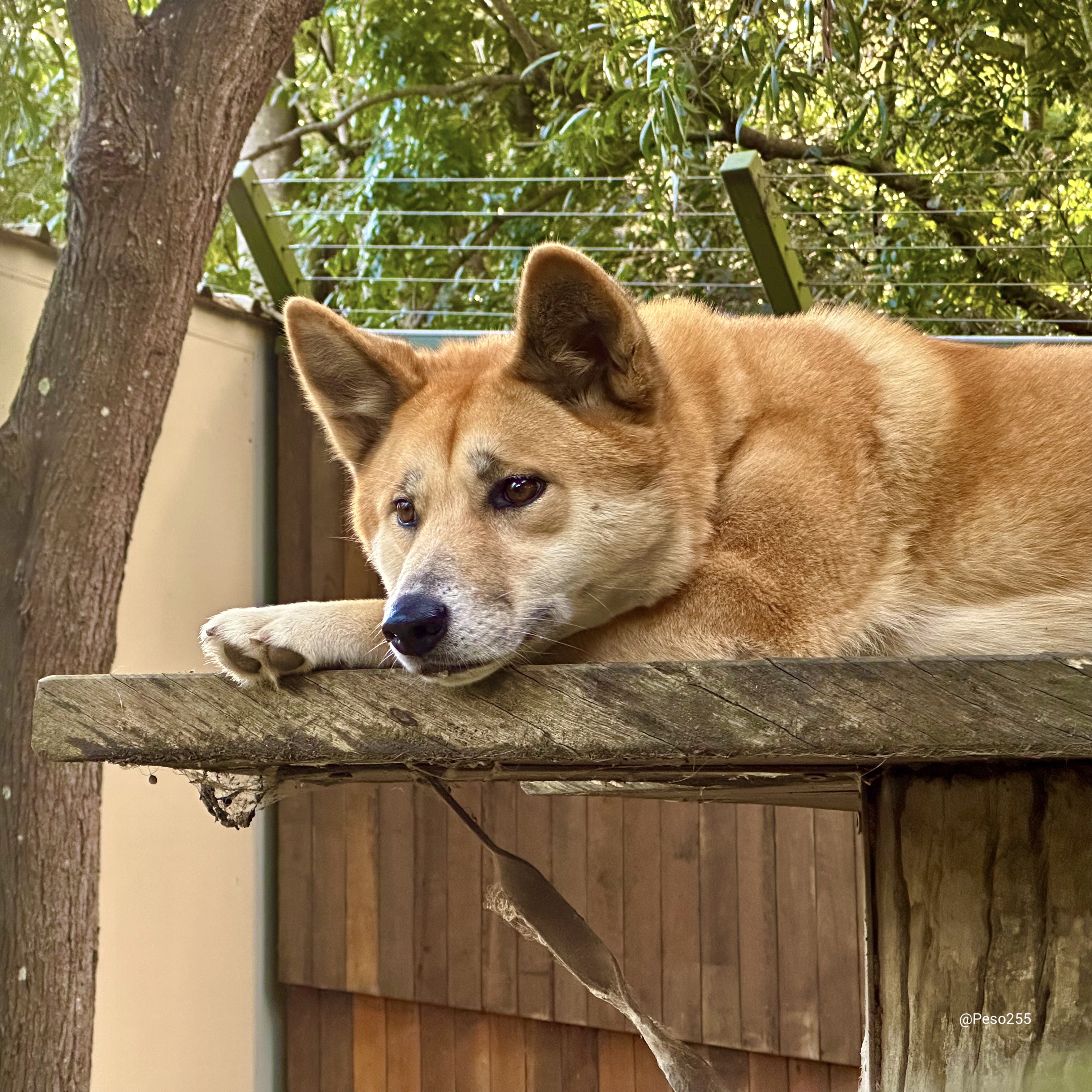 Melancholic Dingo