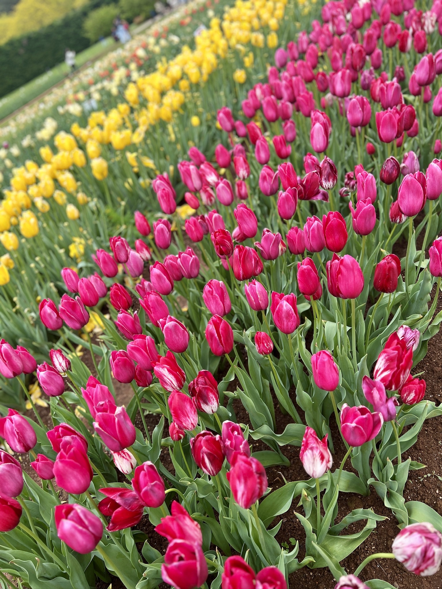Tulips @ Tesselaar