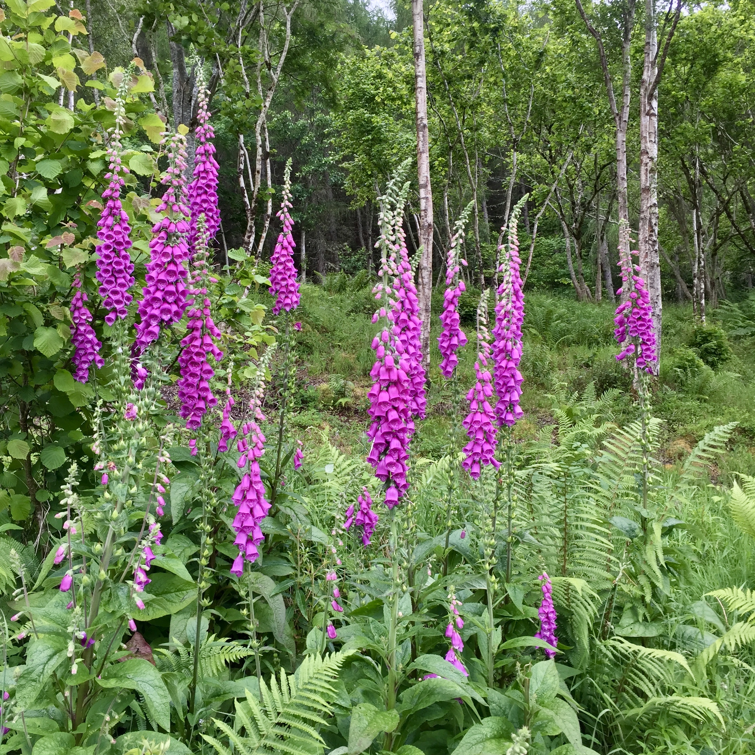Foxgloves in Inverness