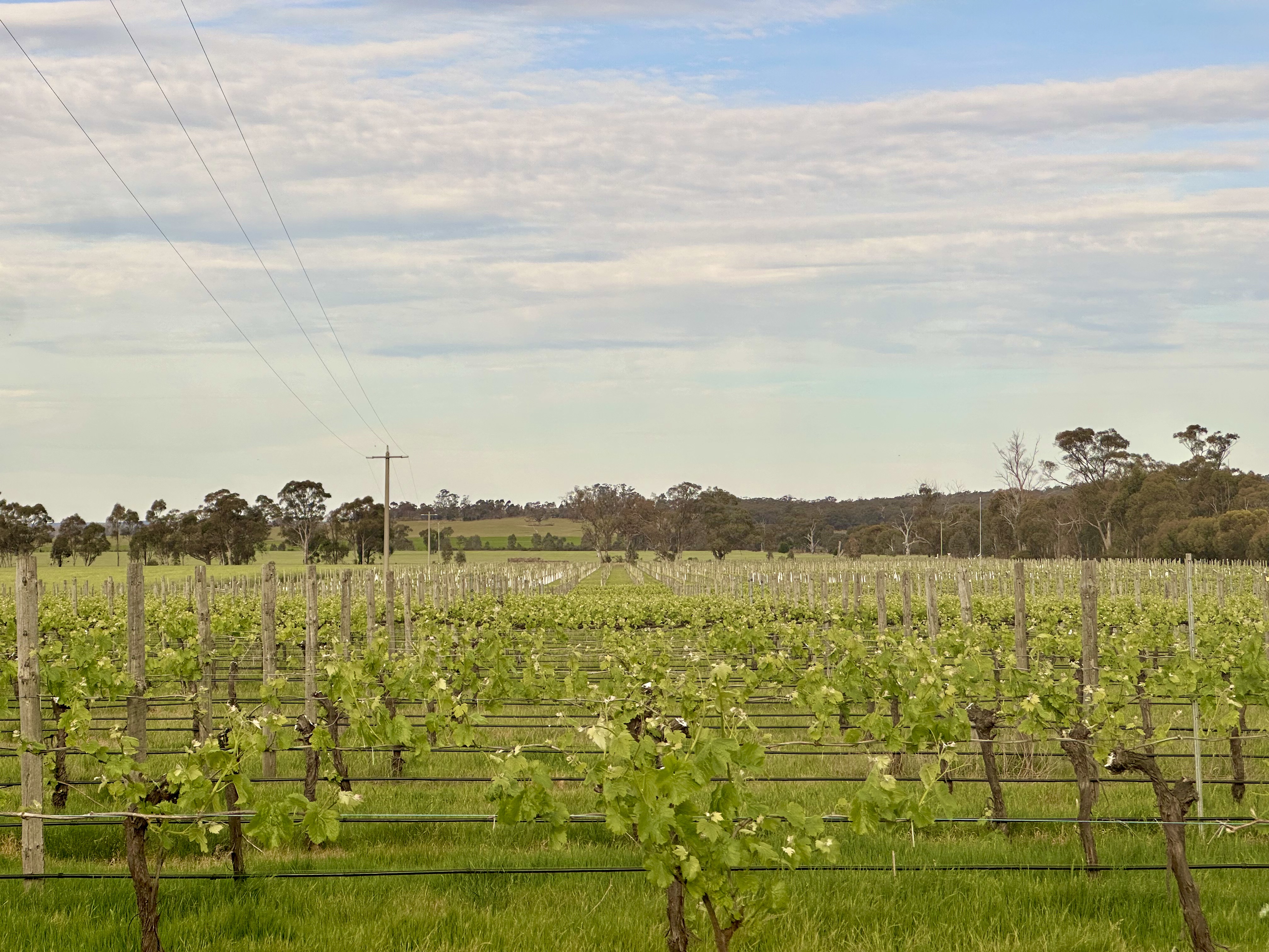 Vineyards in the Spring