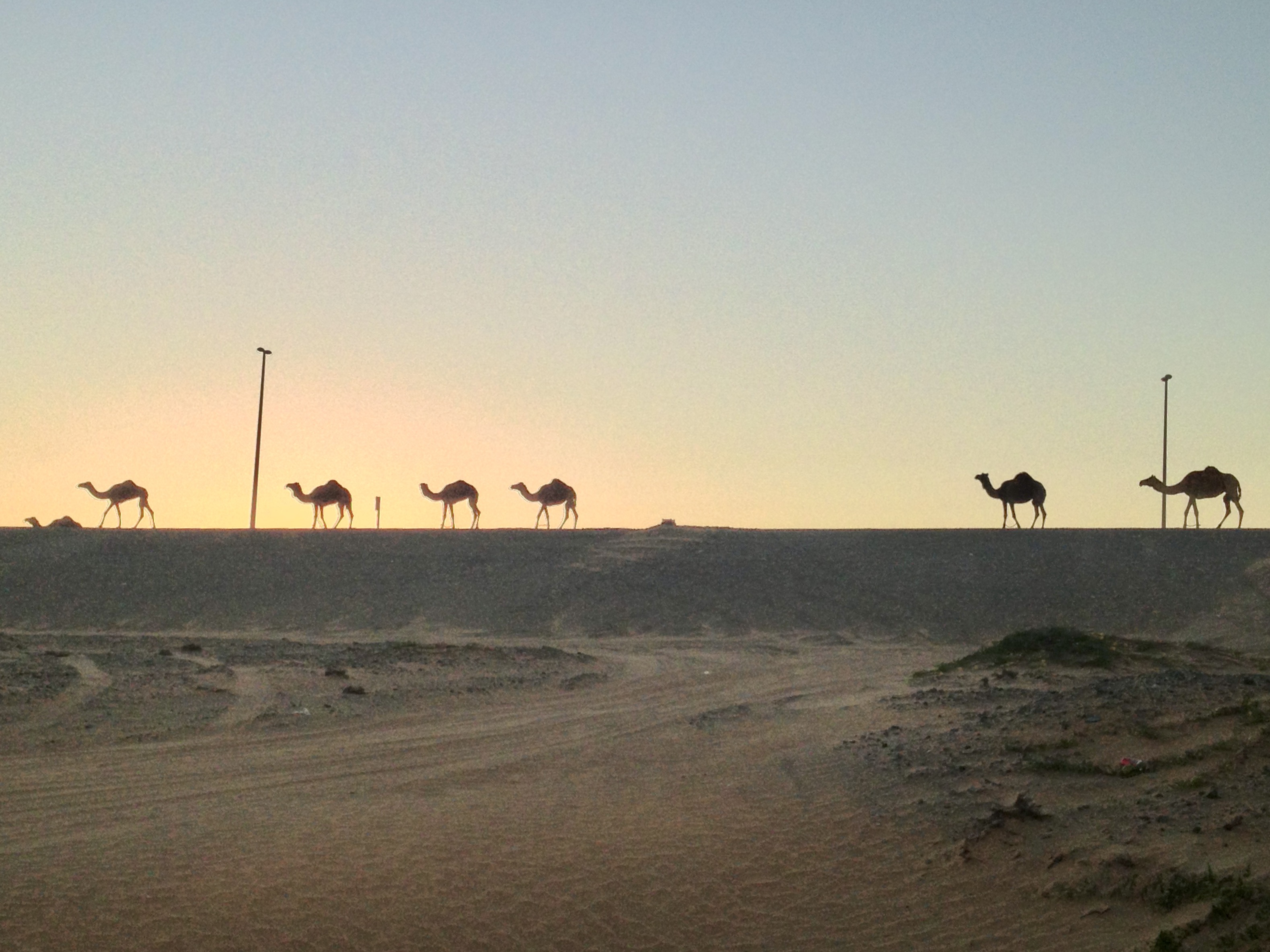 Camels at Sunset
