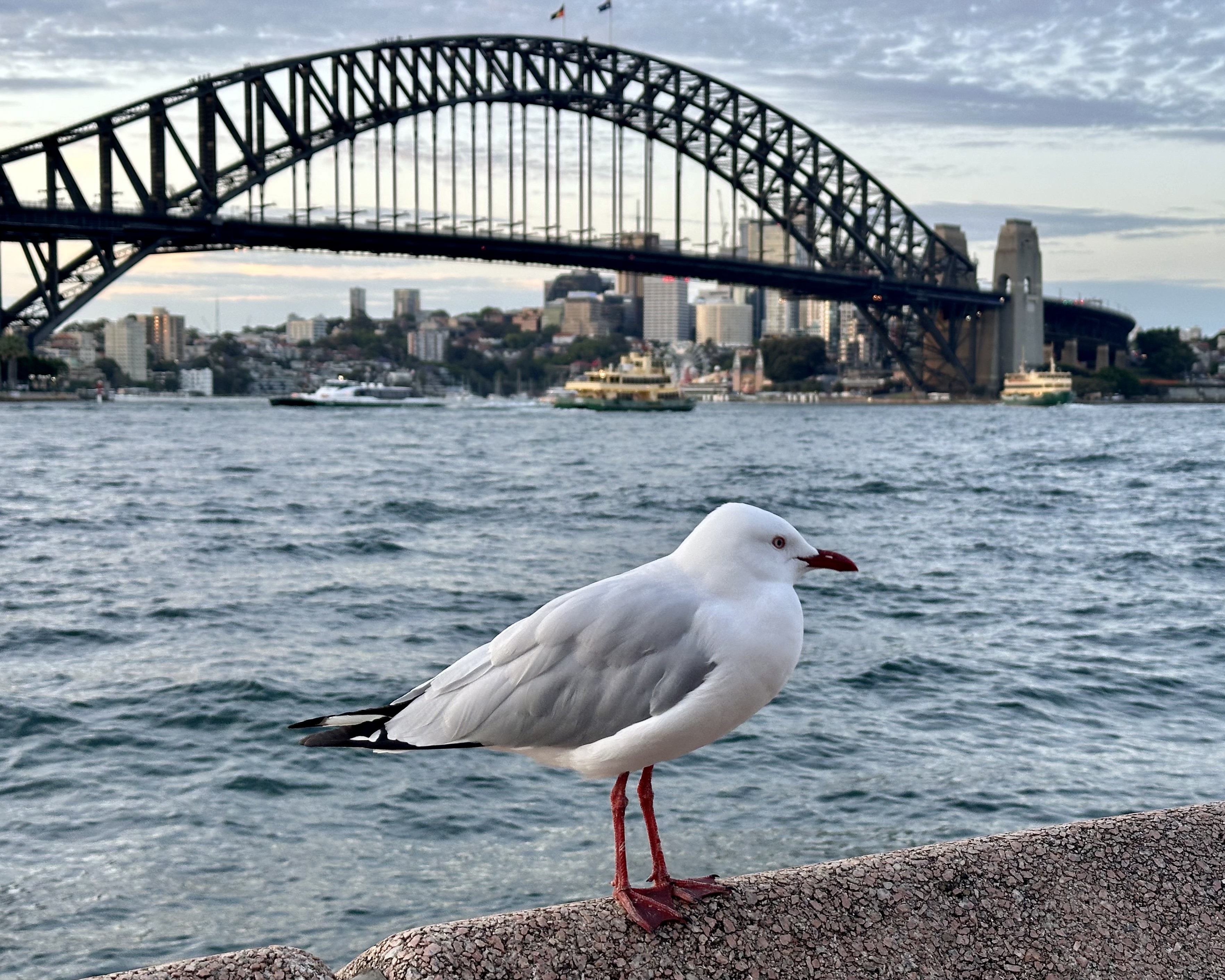 Sydney Seagull