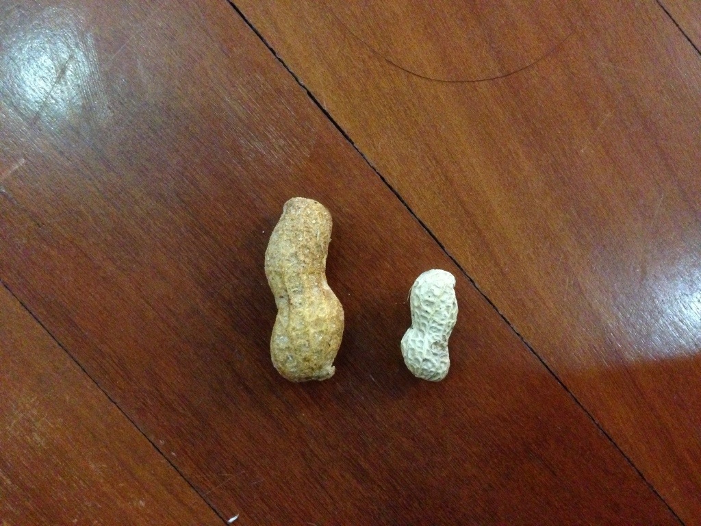 Nut Wars
