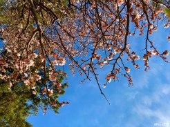Plum Blossoms