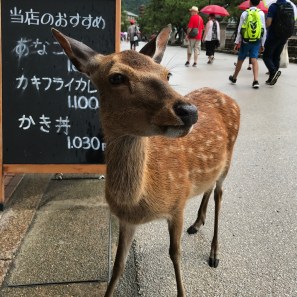 Deer!