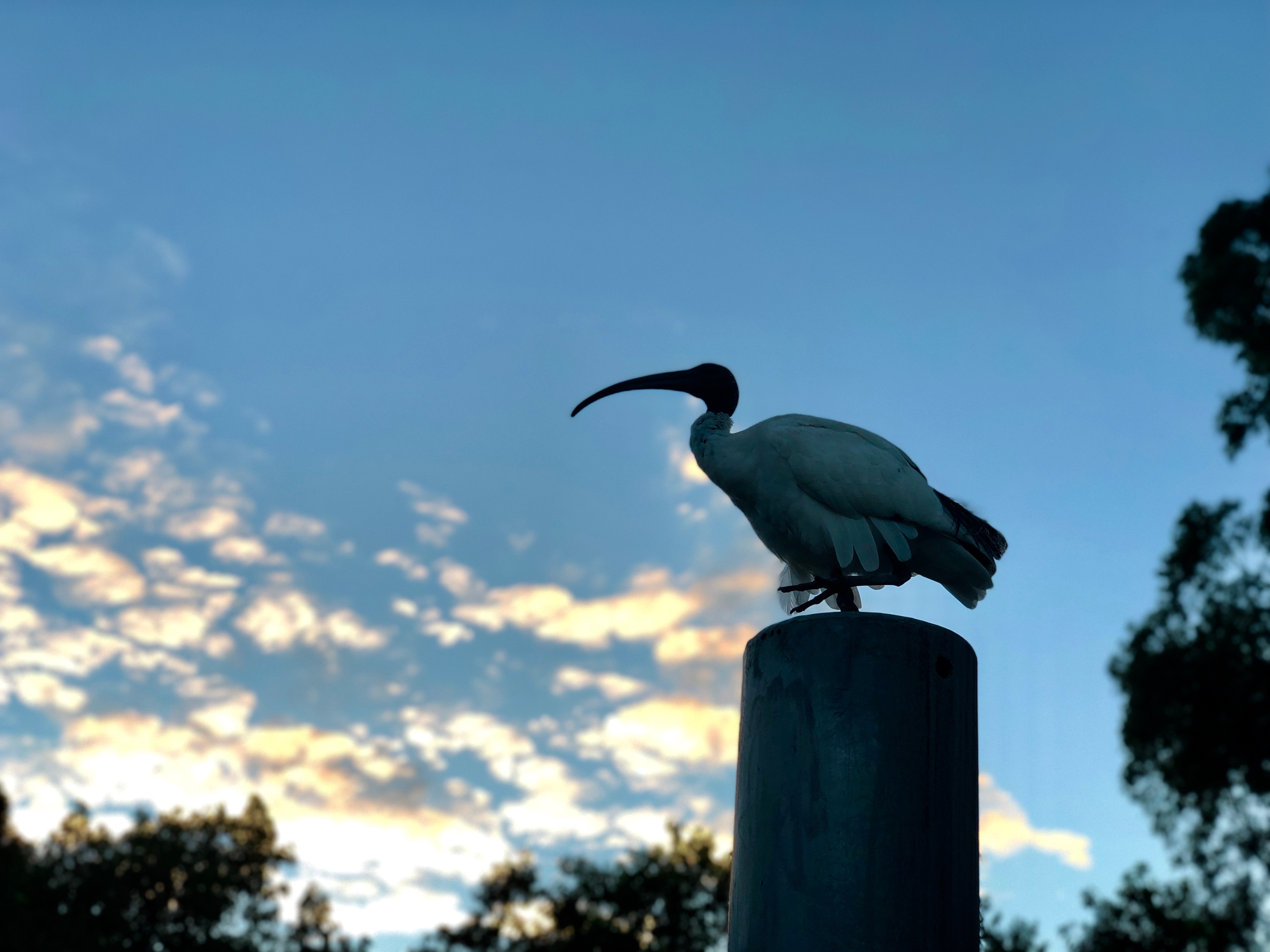Park Resident