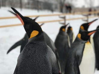 Penguins @ Asahiyama Zoo