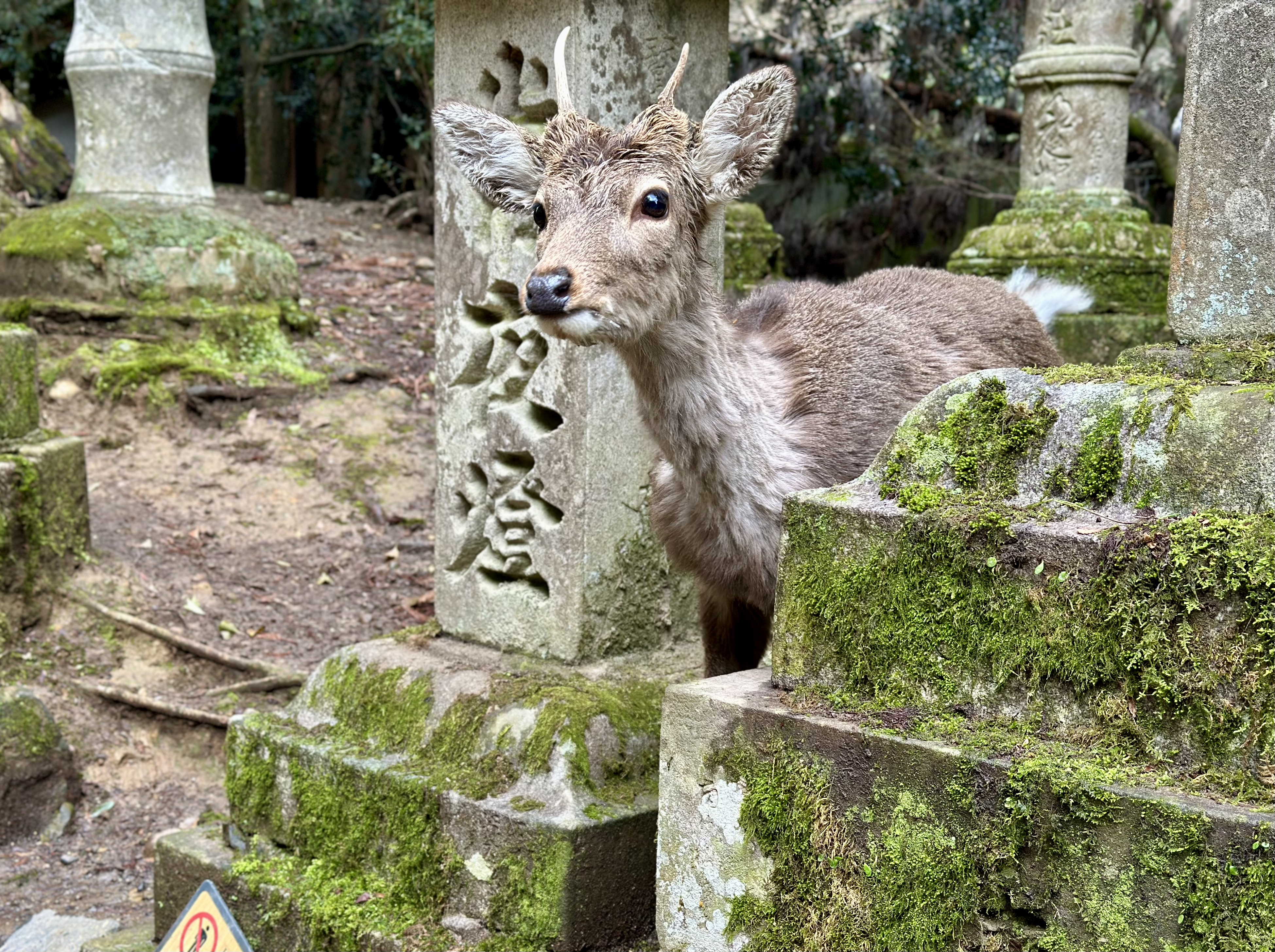 Nara Deer!
