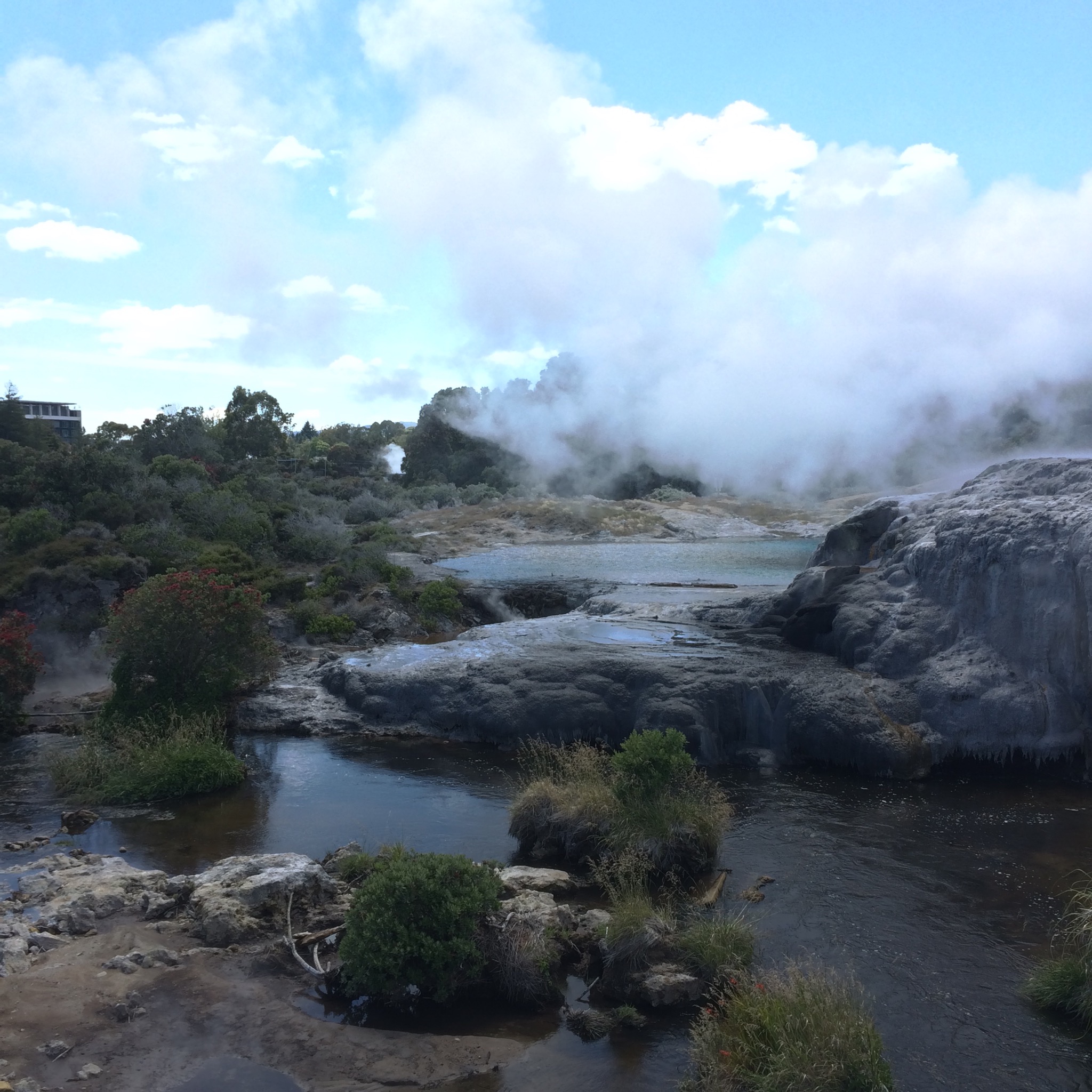Rotorua Geyser