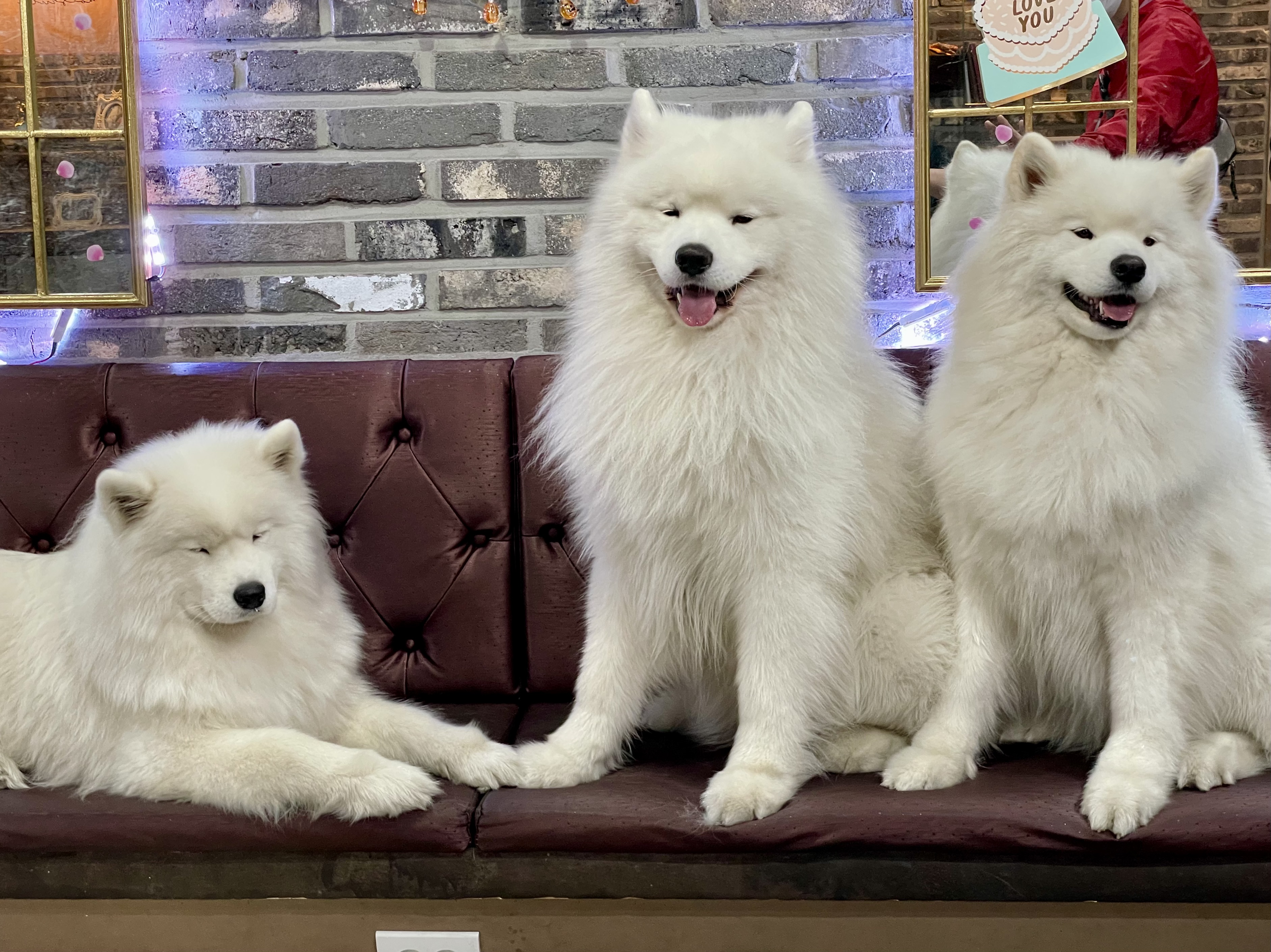Doggo Cafe