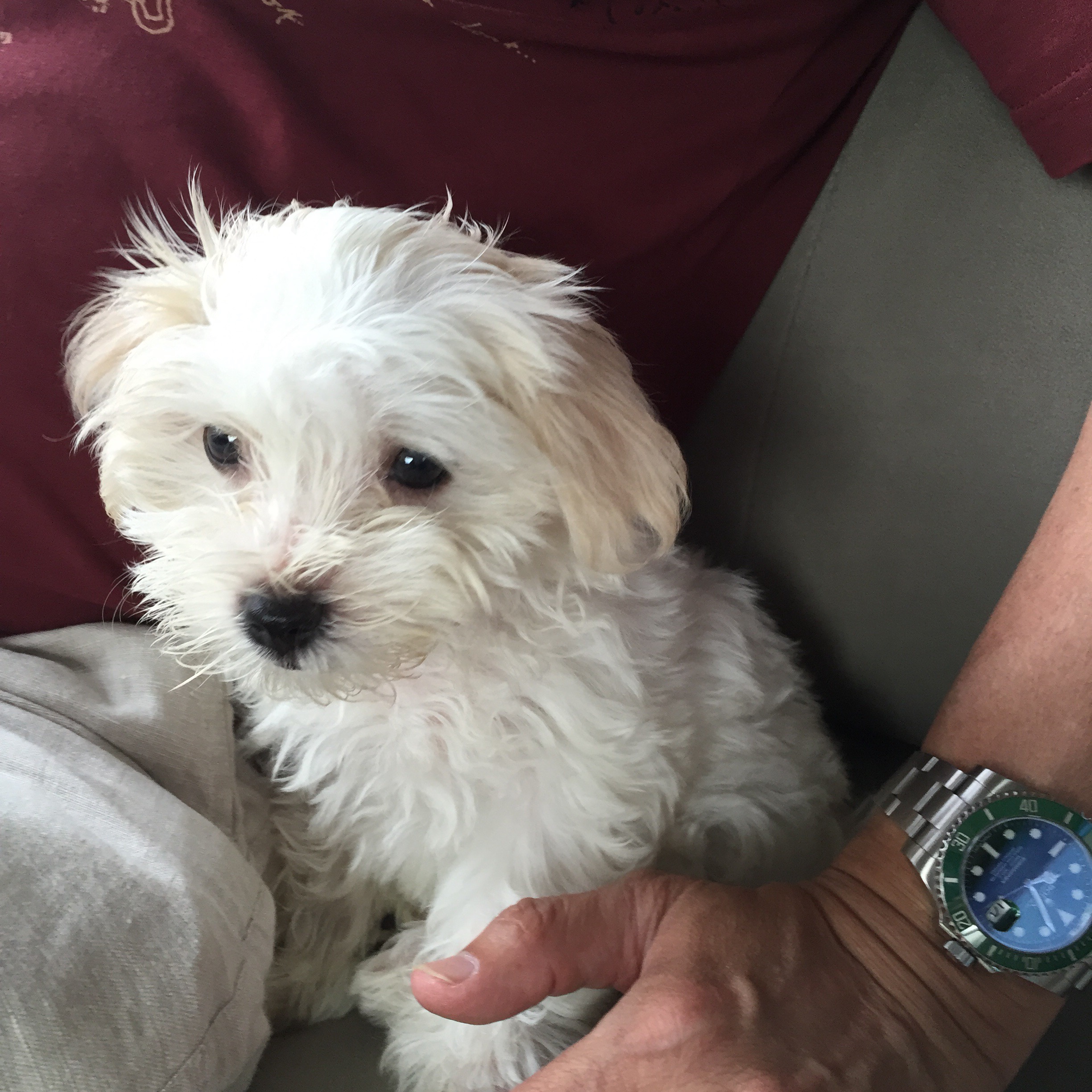 Another Puppy