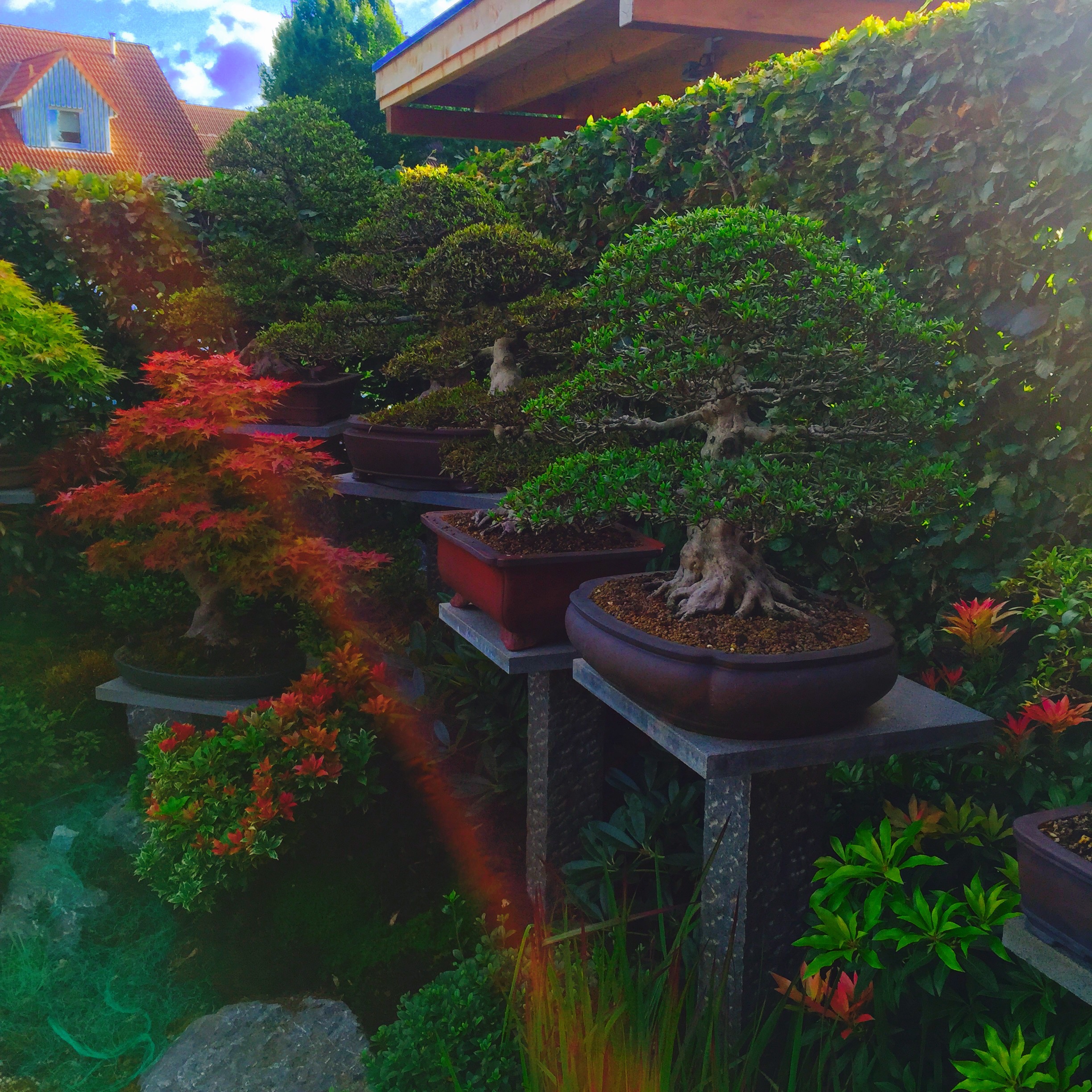 Bonsai