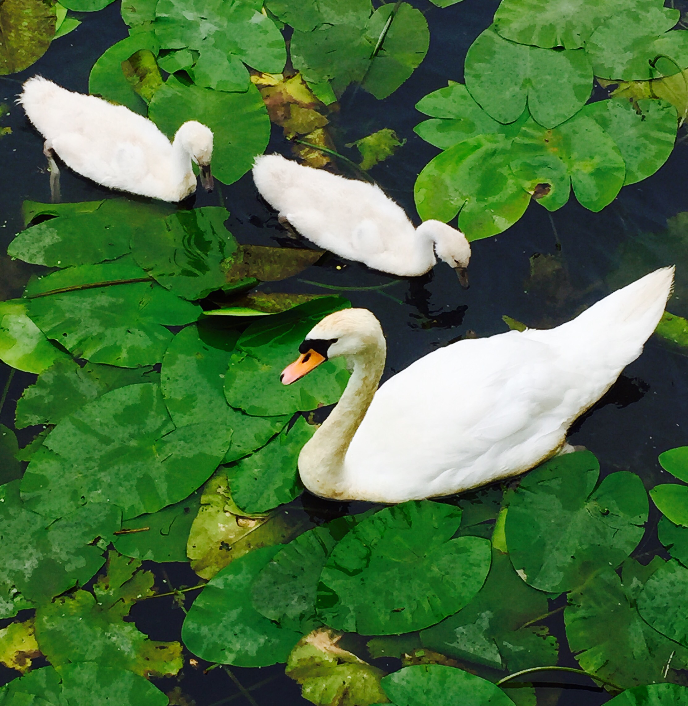 Swans
