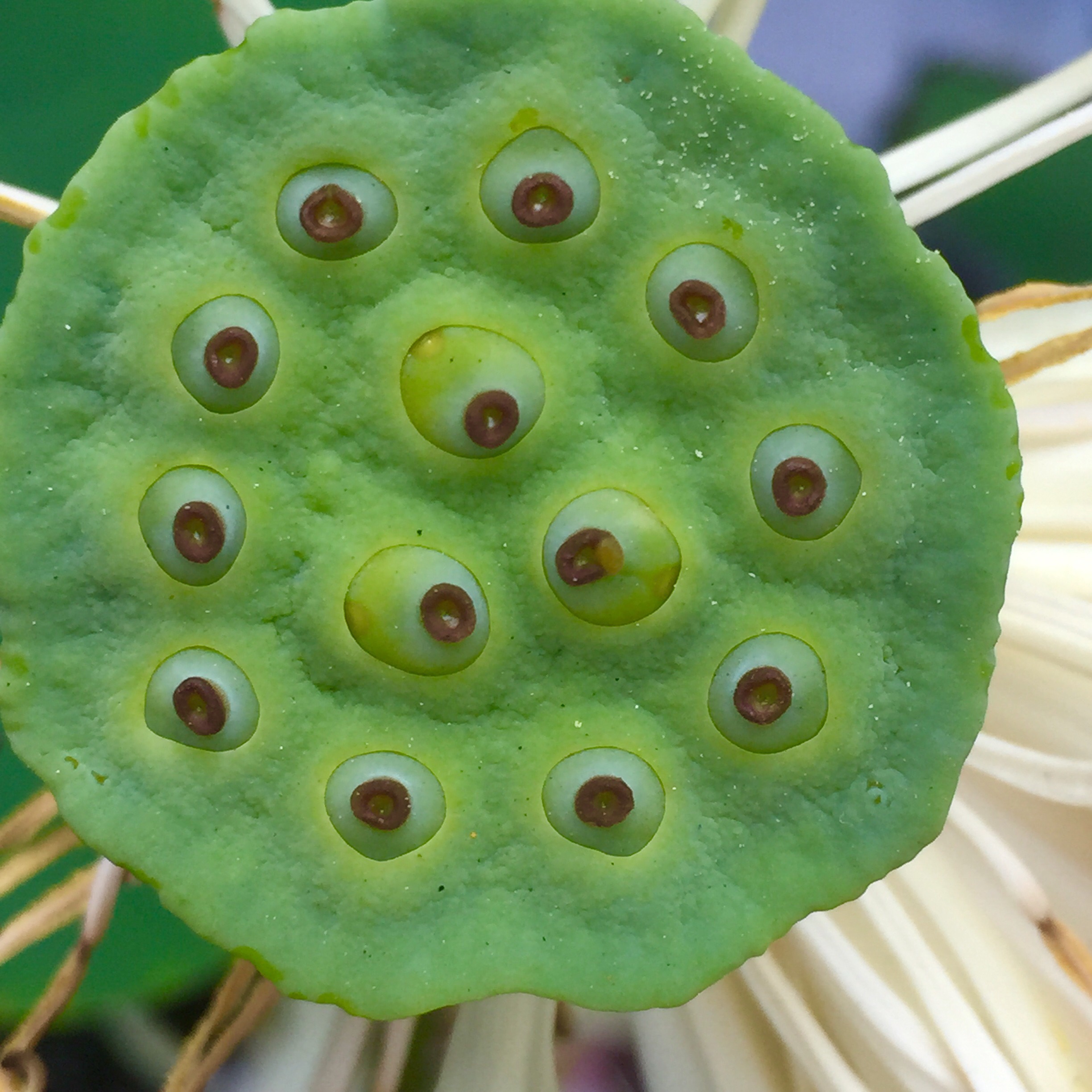 Scary Lotus