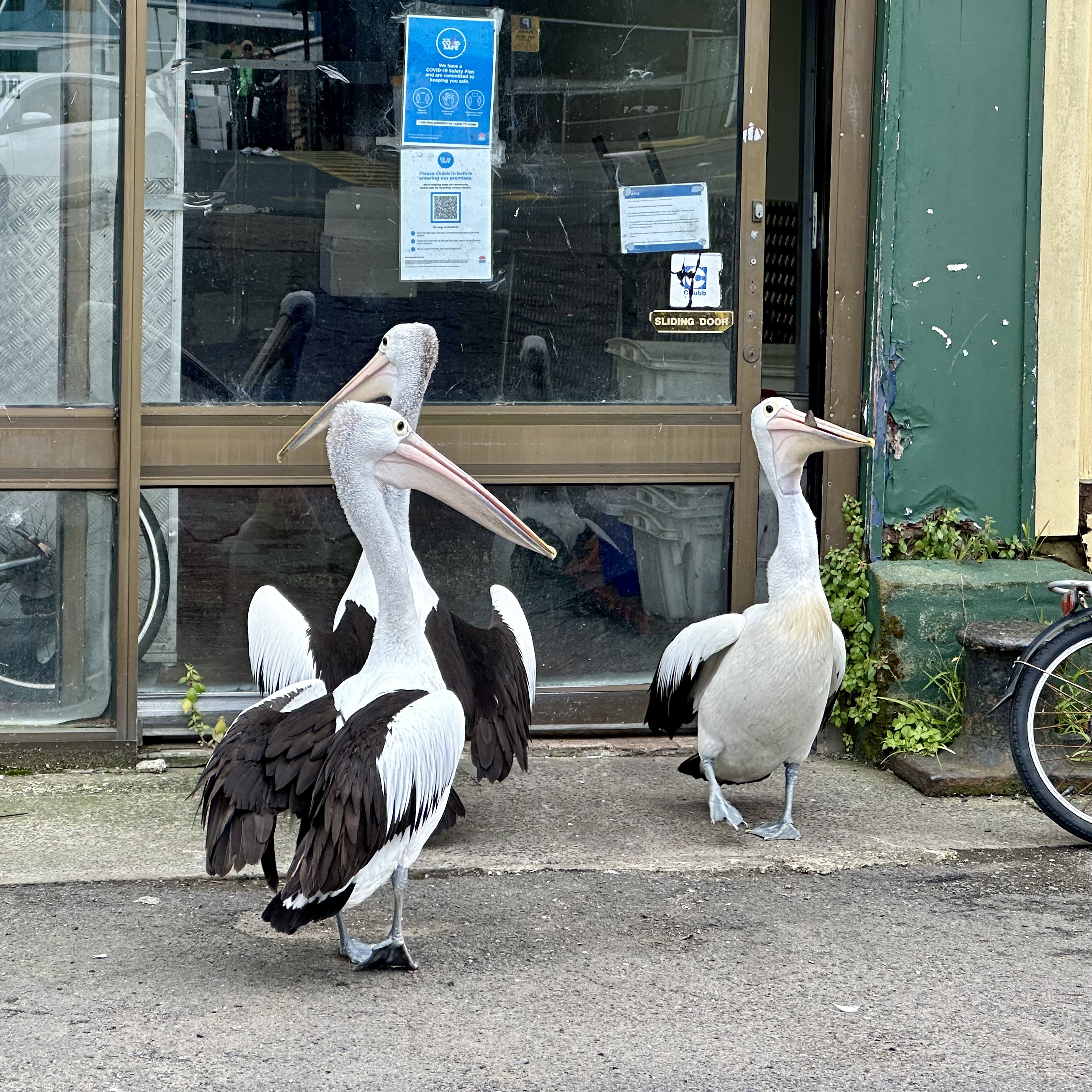 Mooching Pelicans