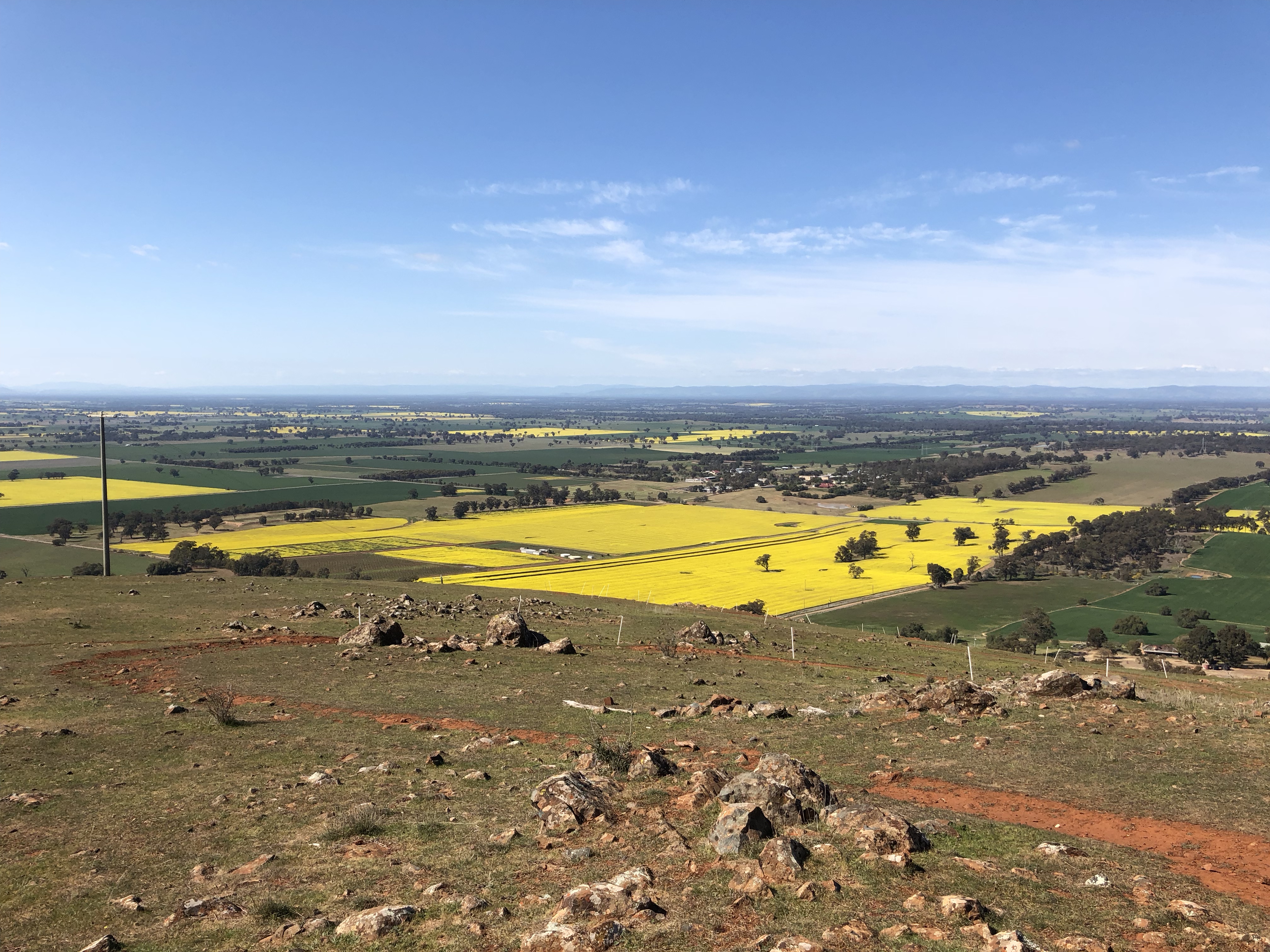 Fields of Canola